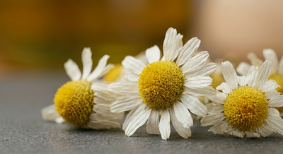Mediterranean Chamomile